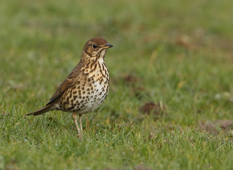 Turdus philomelos Song Thrush Zanglijster